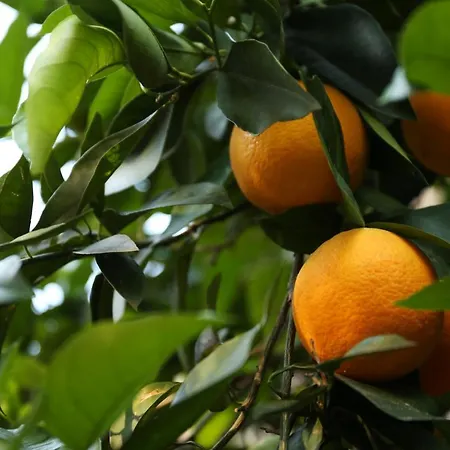 ファームステイ Relais Casamassima *