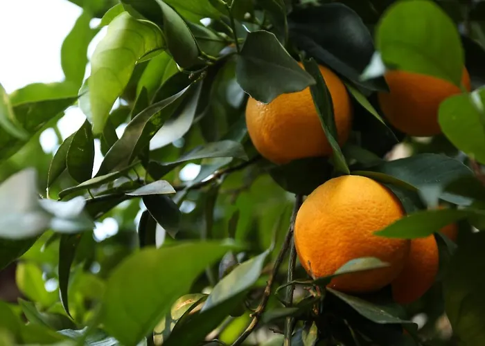 Farm stay Relais Casamassima *